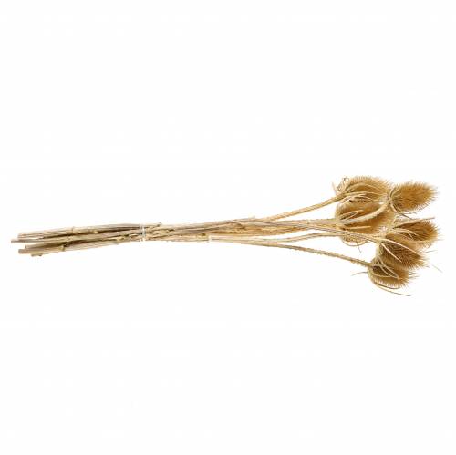 Artikel Droogbloemen distel naturel 8 koppen