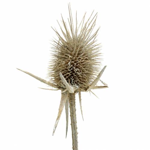 Floristik24 Wilde kardoenen gewassen wit natuurlijke decoratie 1kg
