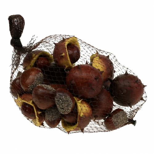 Floristik24 Decoratief kastanje kastanje assortiment 5,5cm 24 st