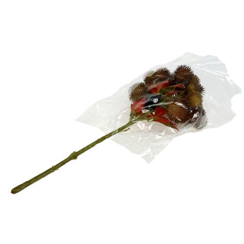 Floristik24 Kastanje bijl bruin 32cm