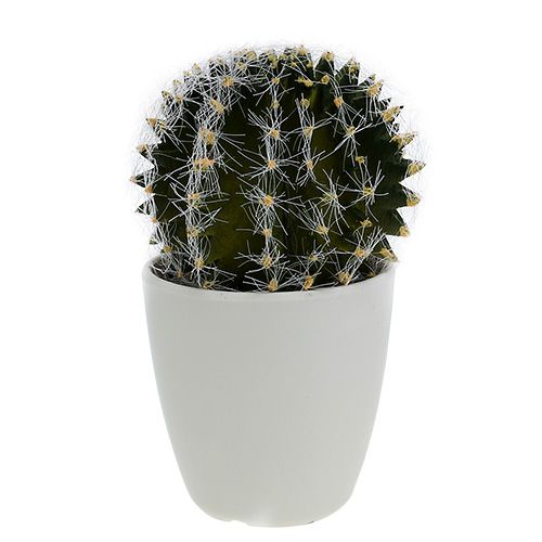 Floristik24 Cactus in pot Groen 14cm