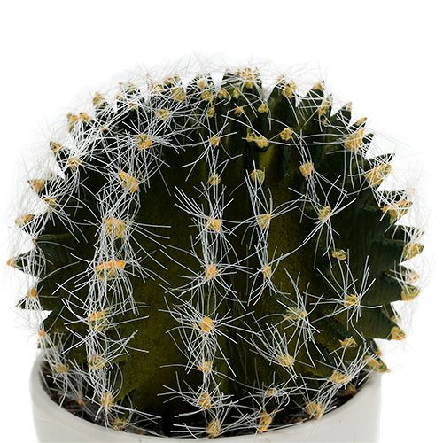 Floristik24 Cactus in pot Groen 14cm
