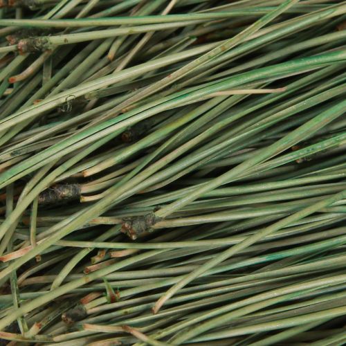 Floristik24 Dennennaalden groen hobbybenodigdheden Kerstmis 50g 3st