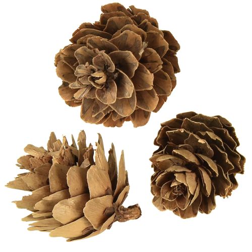 Artikel Dennenappels natuurlijke kleine dennenappels decoratie in net 2,5-3,5cm 300g