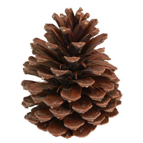 Dennenappels Pinus Maritima maritieme dennenappels decoratie 12-13cm 3 st