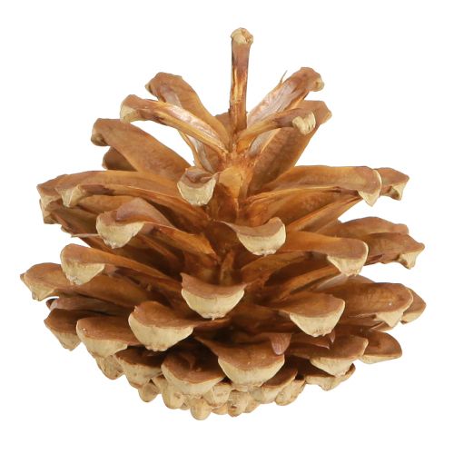 Artikel Dennenappels grove den Pinus sylvestris H3–5cm 1kg