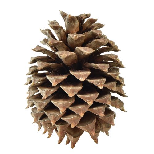 Artikel Dennenappels Kouter grenen naturel Ø13cm H18cm 1 st