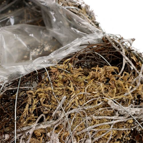 Floristik24 Kussen mos, klimplant 25cm x25cm