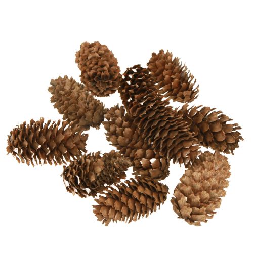 Kleine hemlock kegels decoratieve natuurkegels Advent 3-4cm 100g