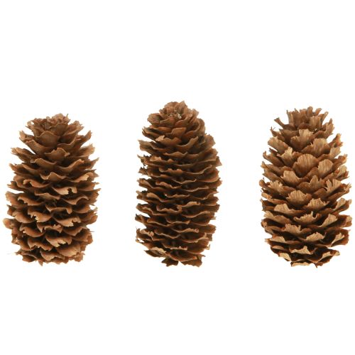 Floristik24 Kleine hemlock kegels decoratieve natuurkegels Advent 3-4cm 100g
