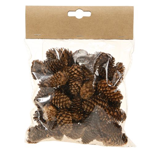 Floristik24 Kleine hemlock kegels decoratieve natuurkegels Advent 3-4cm 100g