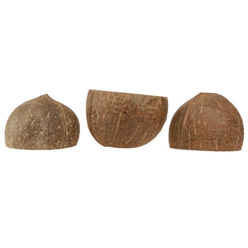 Artikel Kokoskom naturel decoratieve kokoskom gehalveerd 10cm 6 st