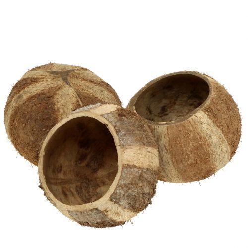 Floristik24 Kokosnoot naturel 5 st