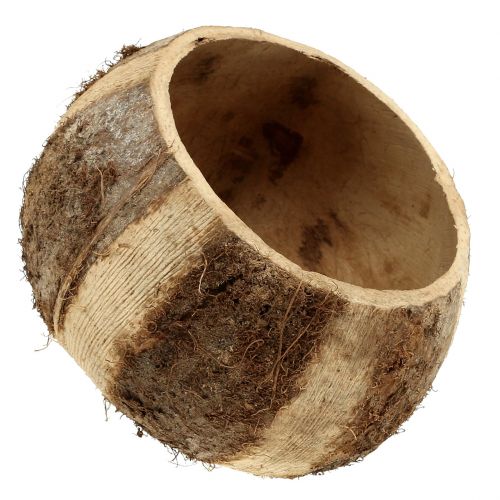 Floristik24 Kokosnoot naturel 5 st
