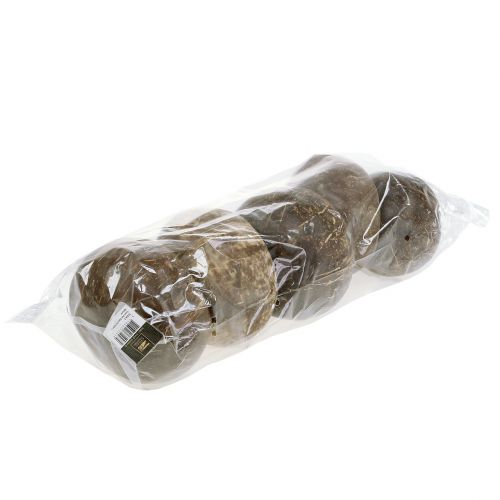 Floristik24 Kokosschelpen gepolijst naturel 5 st