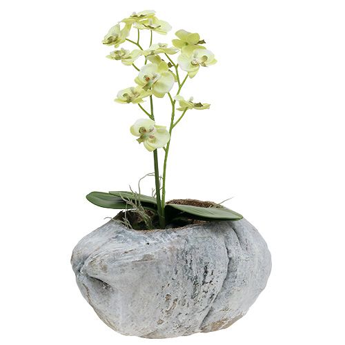 Floristik24 Aanplant kokosnoot Wit 16cm x 22cm H14cm