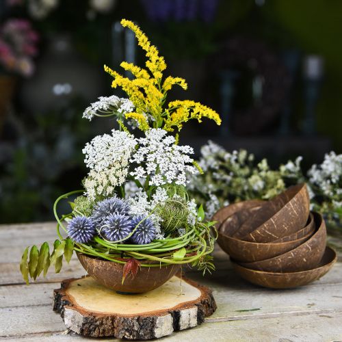 Floristik24 Kokos sierschaal naturel gepolijst 6 st