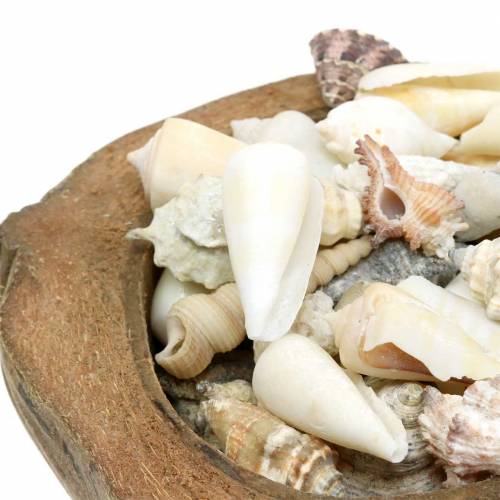 Floristik24 South Sea decoratie kokosnoot met mosselen 20cm 250g