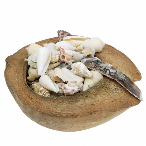South Sea decoratie kokosnoot met mosselen 20cm 250g