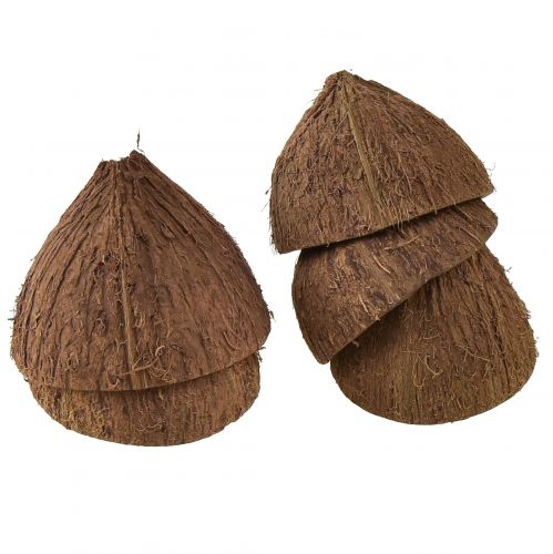 Floristik24 Kokosschaal decoratie naturel halve kokosnoten Ø7-9cm 5 st