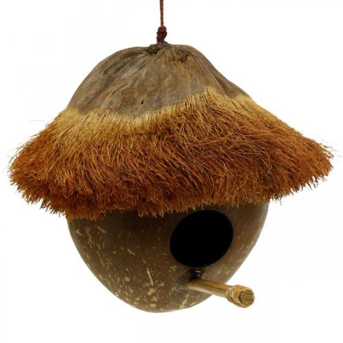 Charmant hoek Ashley Furman Floristik24.nl Kokosnoot als nestkastje, vogelhuisje om op te hangen, kokos  decoratie Ø16cm L46cm - goedkoop online kopen