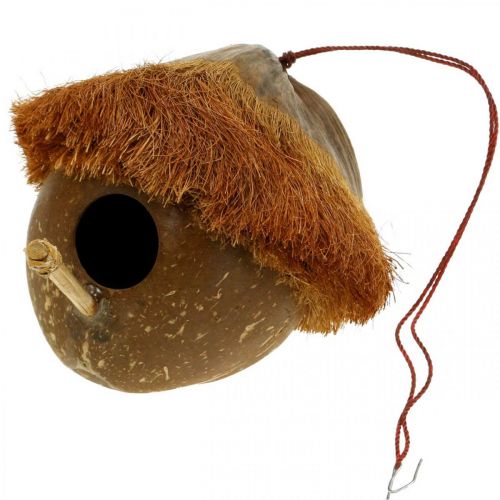 Floristik24 Kokosnoot als nestkastje, vogelhuisje om op te hangen, kokos decoratie Ø16cm L46cm