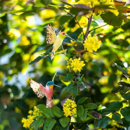 Floristik24 Kolibrie met draad 5.5cm L22cm assorti 12st