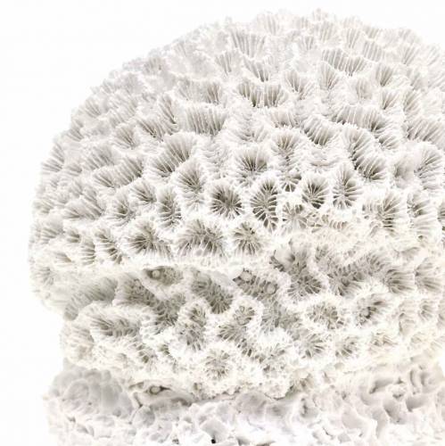 Floristik24 Maritiem Deco Koraalpleister Wit Ø10cm 2st