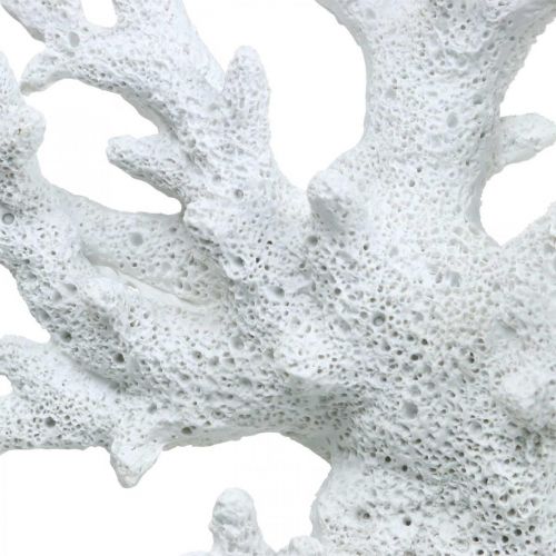 Floristik24 Maritieme decoratie koraal wit zomerdecoratie 14.5×14.5cm