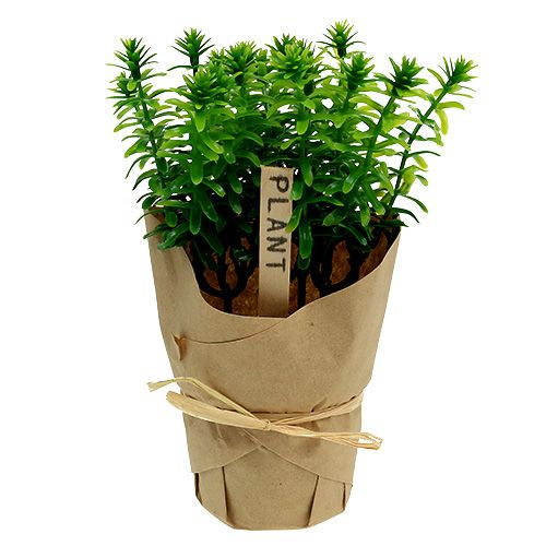Floristik24 Kruiden in pot 16cm groen