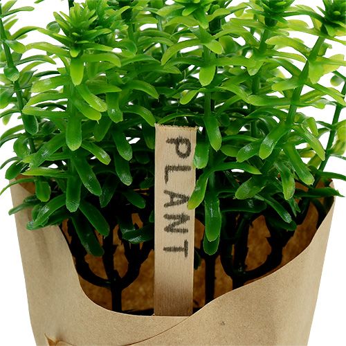 Floristik24 Kruiden in pot 16cm groen