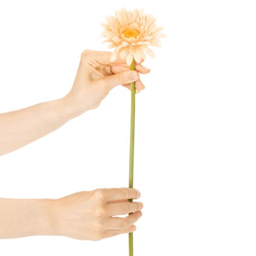 Kunstmatige gerbera's, abrikooskleur, 47 cm, 6 stuks | Floristik24.nl