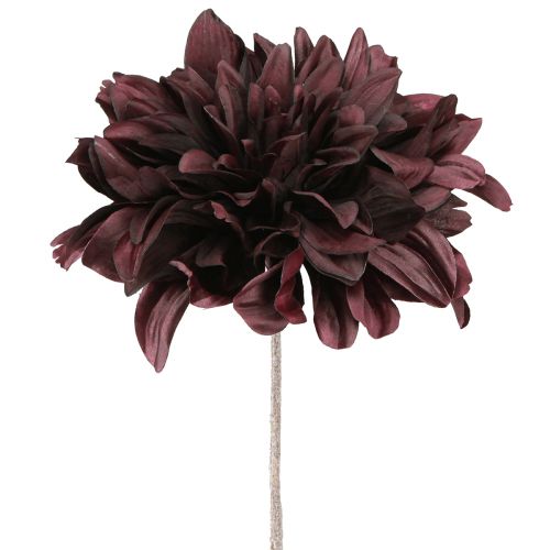 Floristik24 Kunstdahlia met grote bloemen in bordeaux L58cm