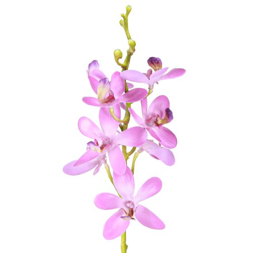 Floristik24 Kunstmatige orchideeën 8 paarse bloemen Ø3,5cm–5cm 2st