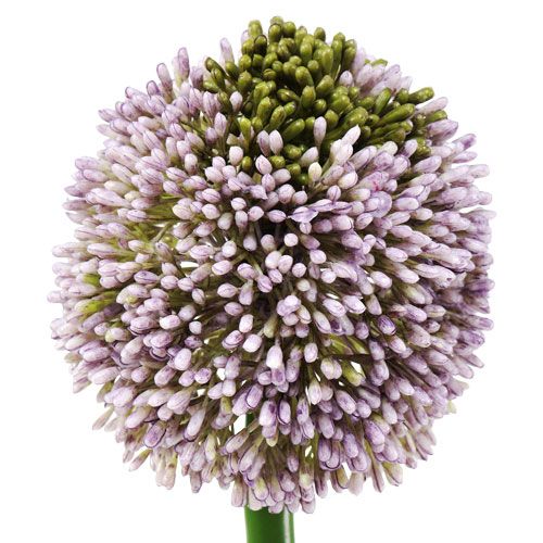 Floristik24 Kunstbloemen Allium Paars Ø10cm L65cm