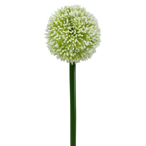 Floristik24 Kunstmatig allium wit Ø10cm L65cm
