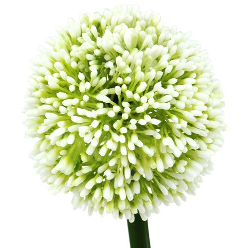 Floristik24 Kunstmatig allium wit Ø10cm L65cm