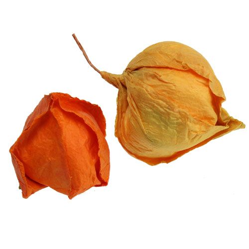 Floristik24 Kunstmatige physalis soort. 32ste