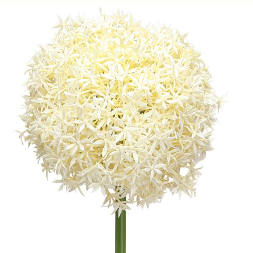 Floristik24 Kunst Allium Crème Witte Sier Ui Ø18cm L90cm