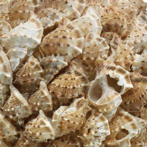 Schelpdecoratie bal zeeslakken Maritieme decoratie om op te hangen Ø18cm