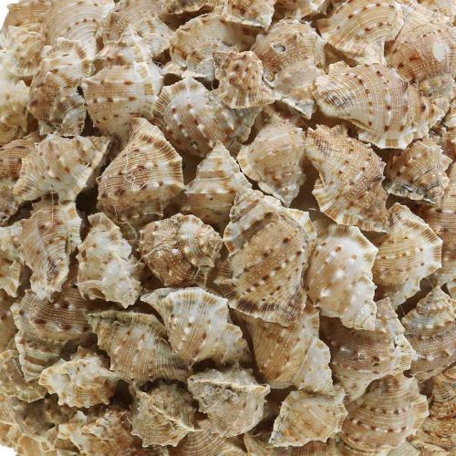 Artikel Deco bal zeeslakken tafeldecoratie maritiem naturel decoratie Ø25cm