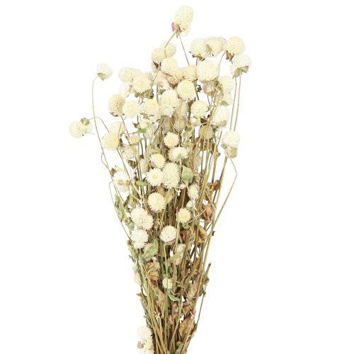 Floristik24 Globe Amarant Gomphrena Globosa Natuurlijke Crème L45cm 100g