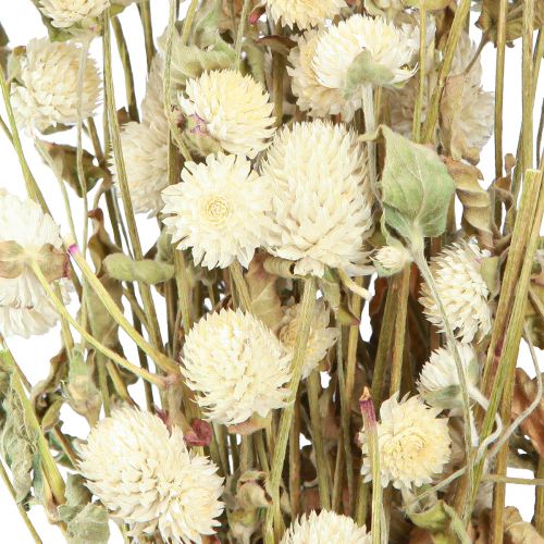 Floristik24 Globe Amarant Gomphrena Globosa Natuurlijke Crème L45cm 100g