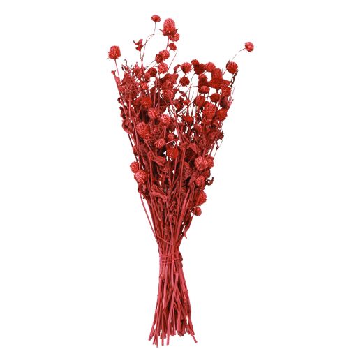 Artikel Globe amarant Gomphrena Globosa felrood L45cm 100g