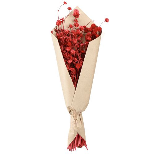 Artikel Globe amarant Gomphrena Globosa felrood L45cm 100g