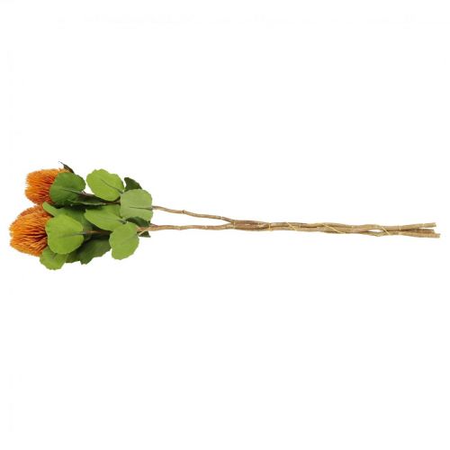 Floristik24 Kunstbloemen, Banksia, Proteaceae Oranje L58cm H6cm 3 st