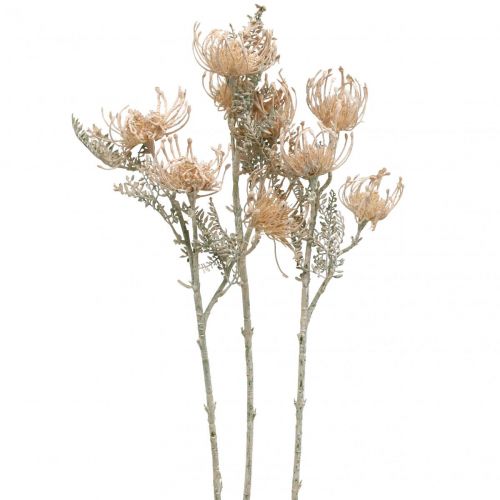 Artikel Kunstbloemen, Speldenkussenbloem, Leucospermum, Proteaceae Washed White L58cm 3st