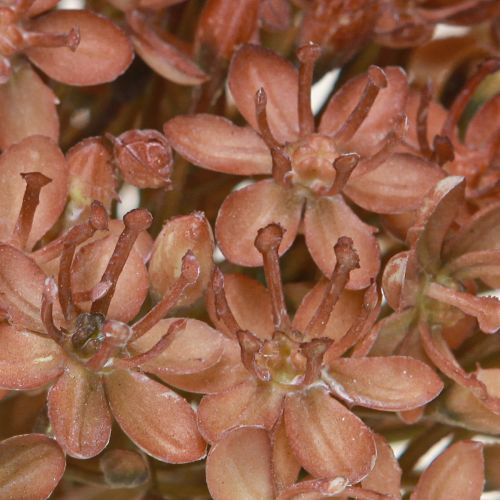 Artikel Kunsttak herfstdecoratie bloementak bruin rood 45cm 2 stuks