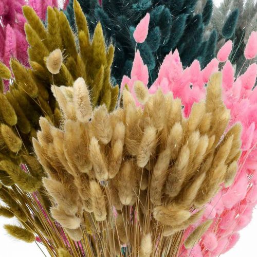 Artikel Lagurus Gedroogd Hazenstaartgras Gekleurd 65-70cm 100g