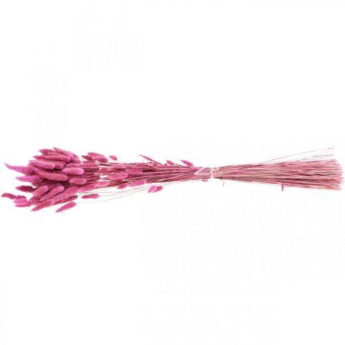 Floristik24 Lagurus Gedroogd Konijnenstaartgras Paars 65-70cm 100g